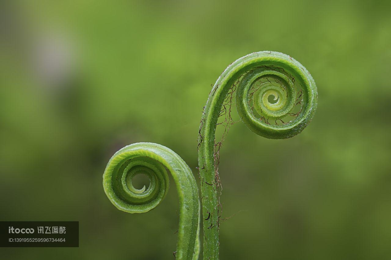 特写,生物,植物