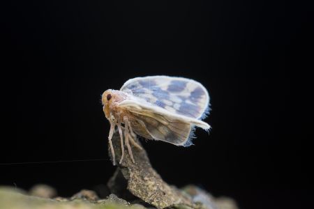 昆虫,节肢动物,动物,生物,特写,昆虫类