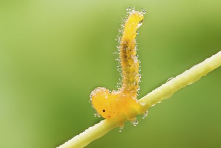 特写,生物,植物,动物,昆虫