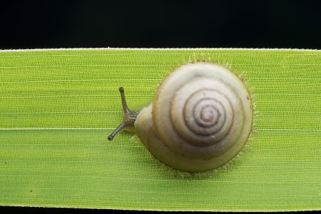 蜗牛,软体类,动物,生物,昆虫