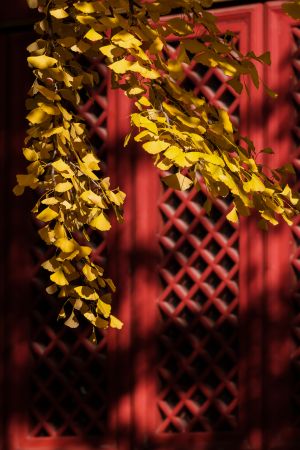 秋天,生物,红螺寺,建筑,植物,树木,中国,北京