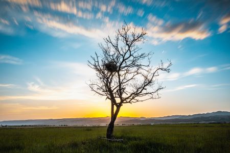 天空,特写,植物,自然风光,白云,清晨,树