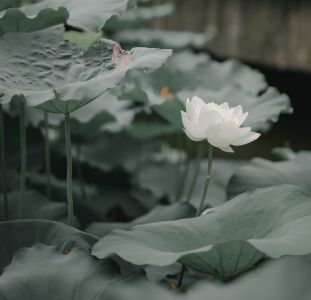 荷花,白荷花,荷叶,植物,生物