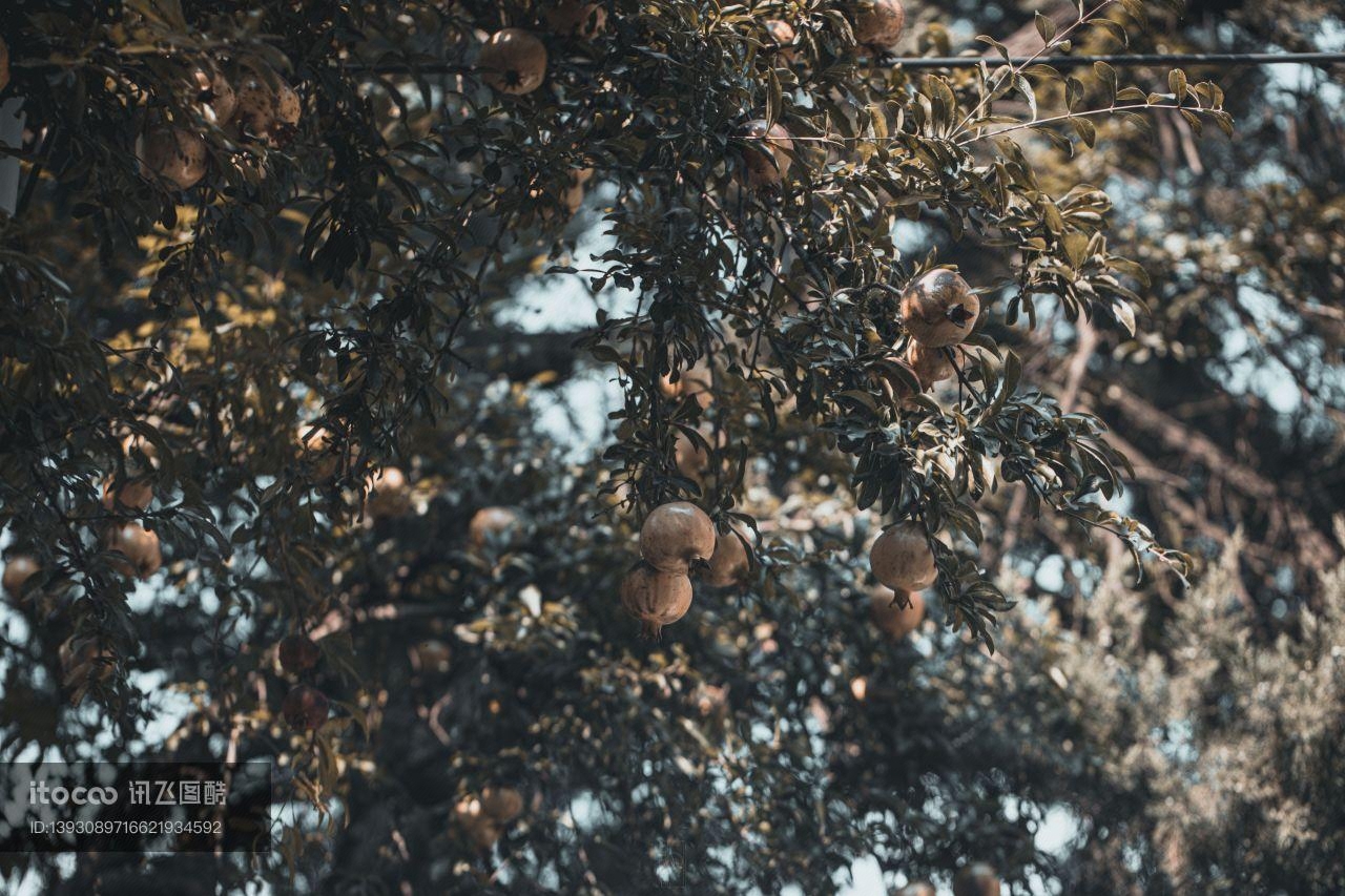 植物,石榴树,树木