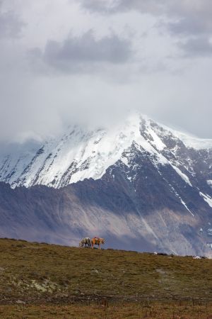 雪山,自然风光,草原,中国,四川,川西,全景,植物,青草,动物,马