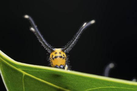 昆虫,节肢动物,动物,生物,特写,昆虫类