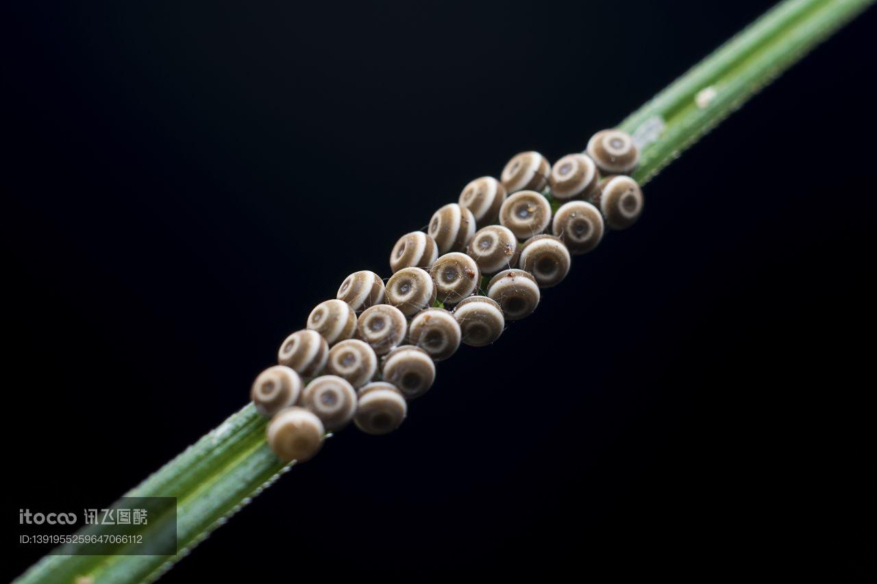 特写,虫卵,生物