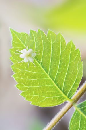 叶子,植物,树叶,生物,微距,特写