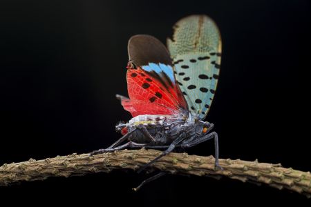 节肢动物,昆虫类,虫子,动物,生物,昆虫,特写