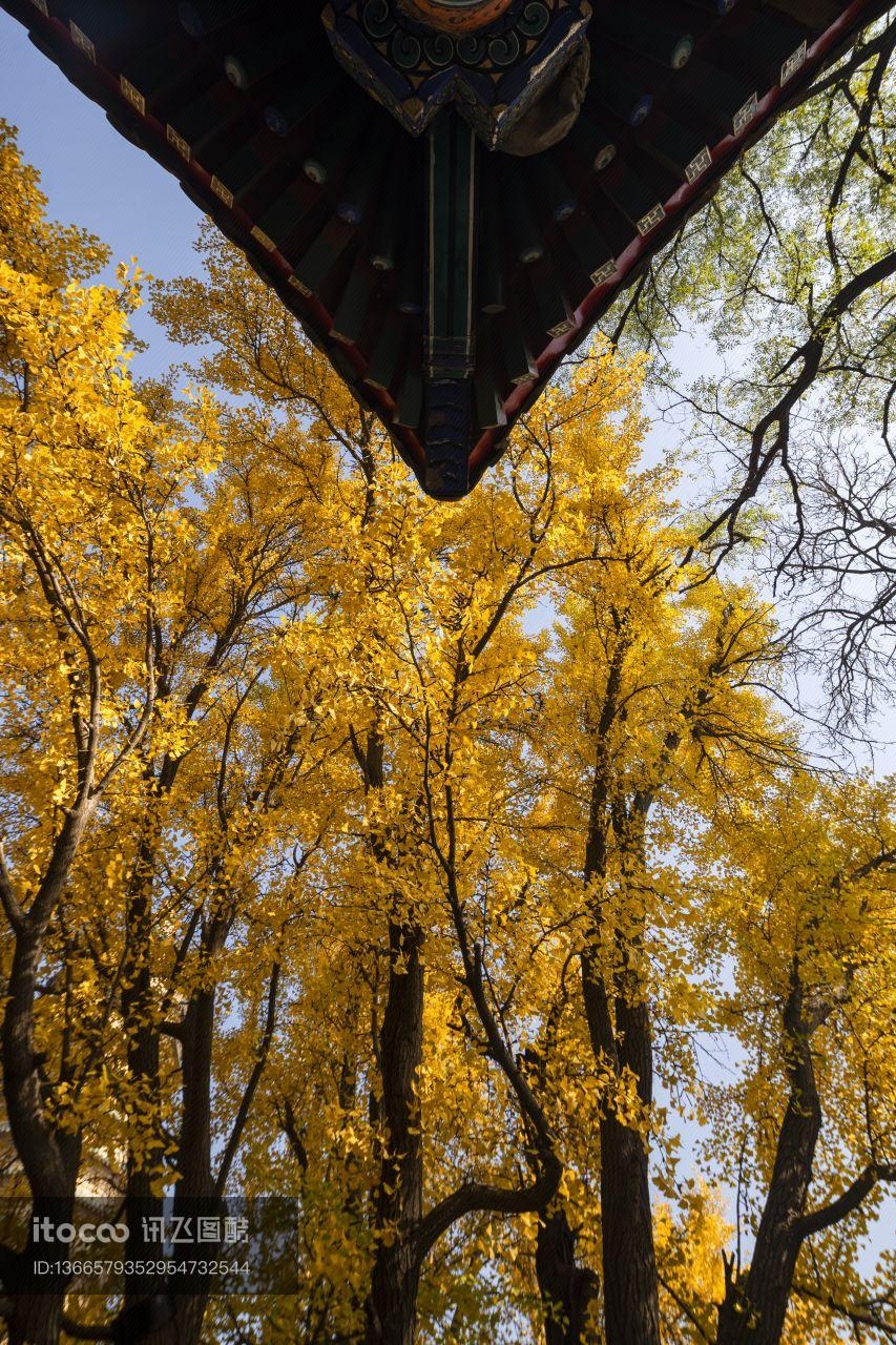 秋天,银杏,植物