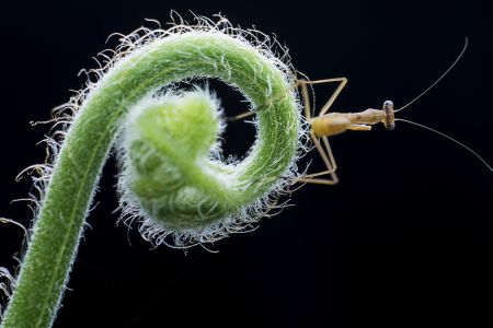 昆虫,节肢动物,昆虫类,动物,生物,特写