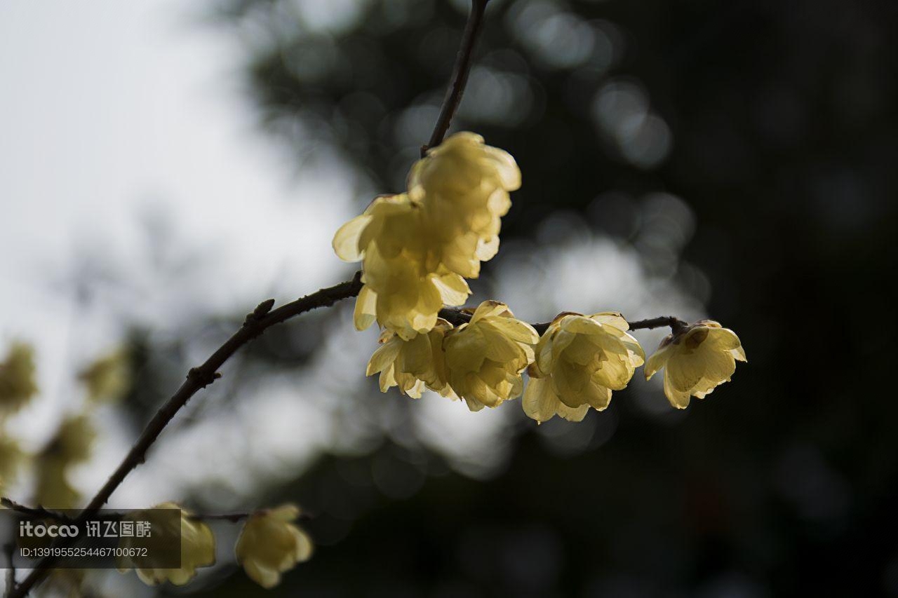 特写,花,梅花