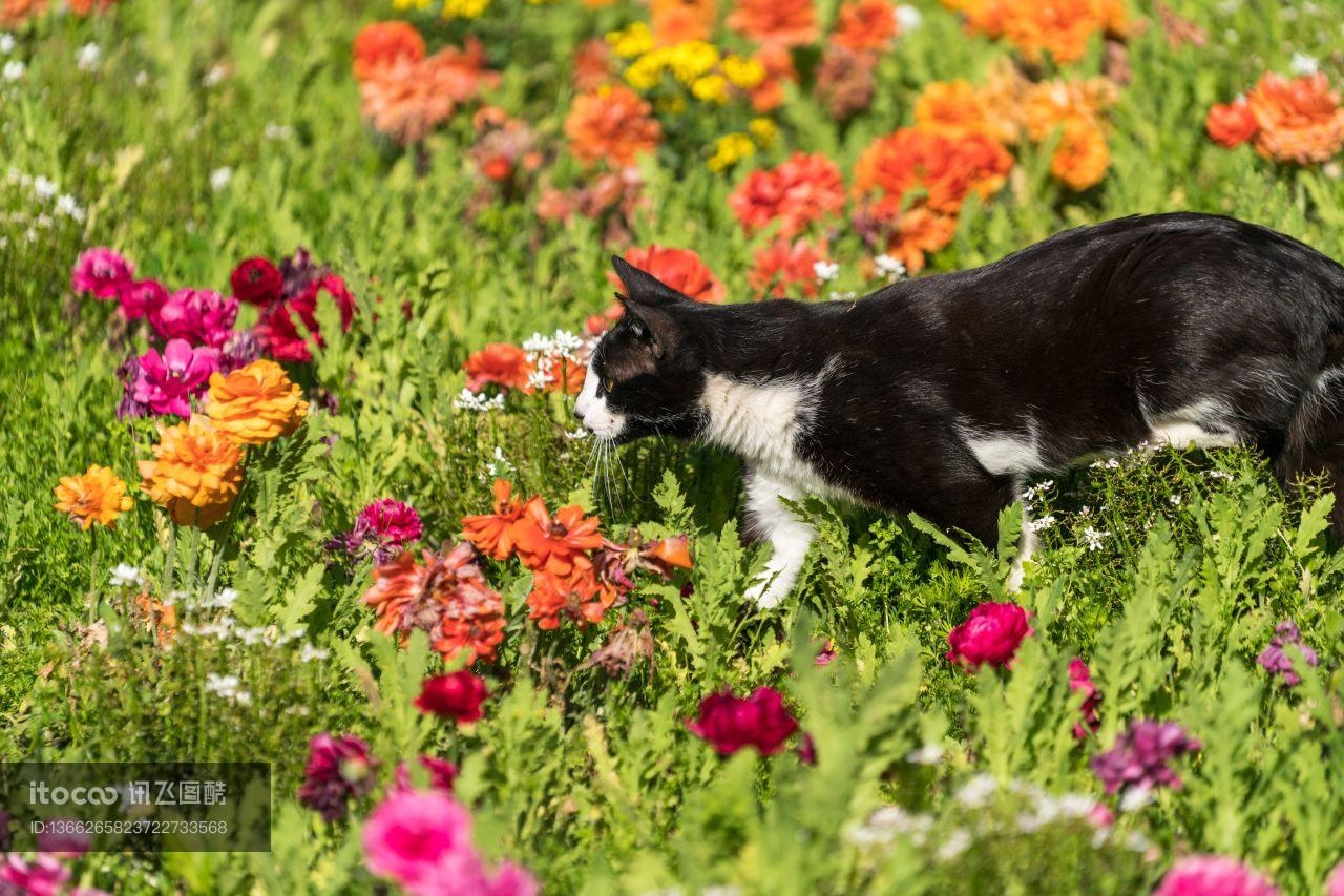 猫,花卉,动物