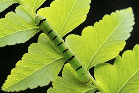 昆虫,幼虫,毛虫,动物,生物,特写,微距