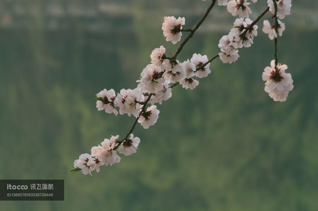 自然风光,植物,花