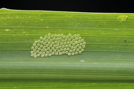 特写,虫卵,生物,动物,植物,树叶,昆虫