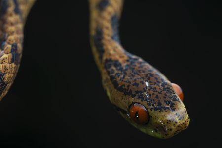 蛇,爬行动物,动物,生物,特写,微距