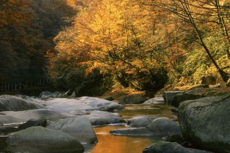 自然风光,岩石,秋天,植物,树木,四川,森林,江河