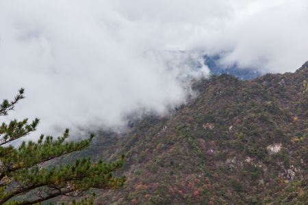 岳西,云雾缭绕,云海,自然风光,中国,安徽,景点,植物,树木