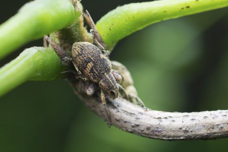 昆虫,节肢动物,昆虫类,动物,生物,特写