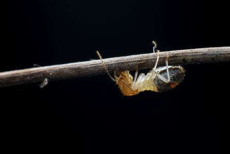 生物,昆虫,白蚁,特写,动物,自然,环境,树叶,青草,户外,田园风光,植物