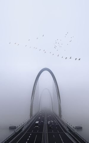 雾,桥,全景,道路,鸟类,自然风光,动物,城镇