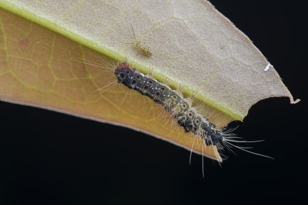 昆虫,毛虫,幼虫,动物,生物,特写,微距