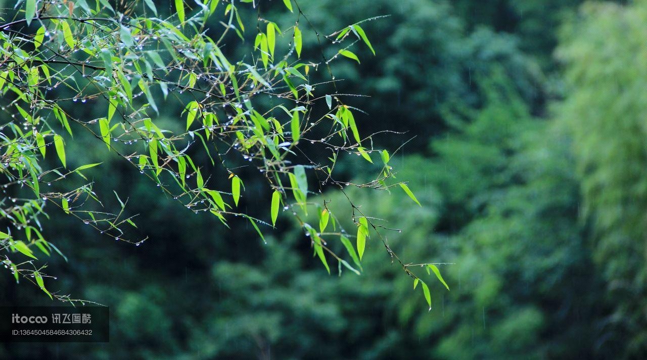 植物,竹子,竹林