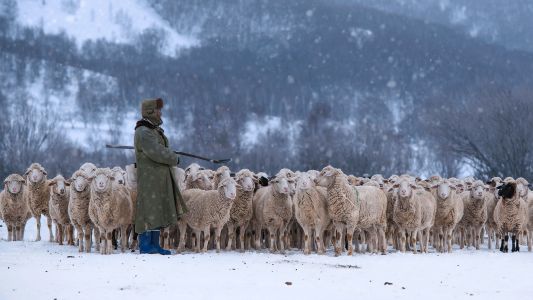 冬天,羊,环境人像,动物,羊群,牧羊人,哺乳类,生物,人像,雪,全景,哺乳动物,美利奴羊,全身像,建筑