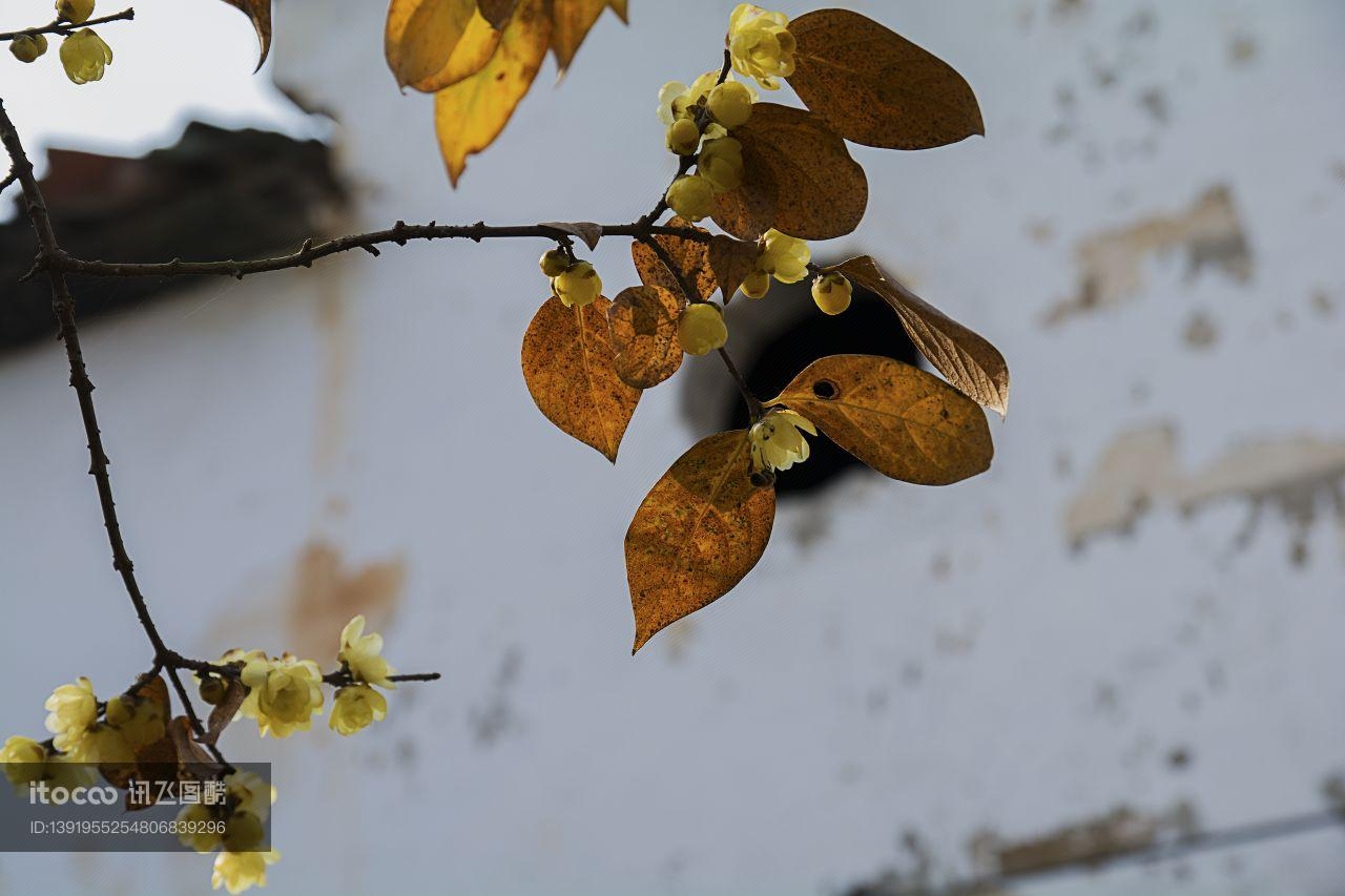 特写,花,梅花