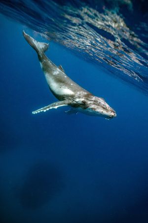 生物,海洋,哺乳动物,鲸鱼,蓝鲸,动物,特写,鱼类,鲨鱼,海洋哺乳动物,海底鲸鱼,抹香鲸