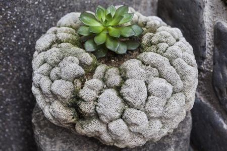 澎湖列岛,多肉植物,植物,台湾,自然风光,岩石