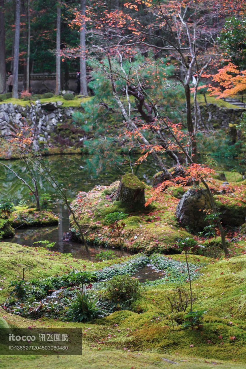 植物,树叶,枫叶