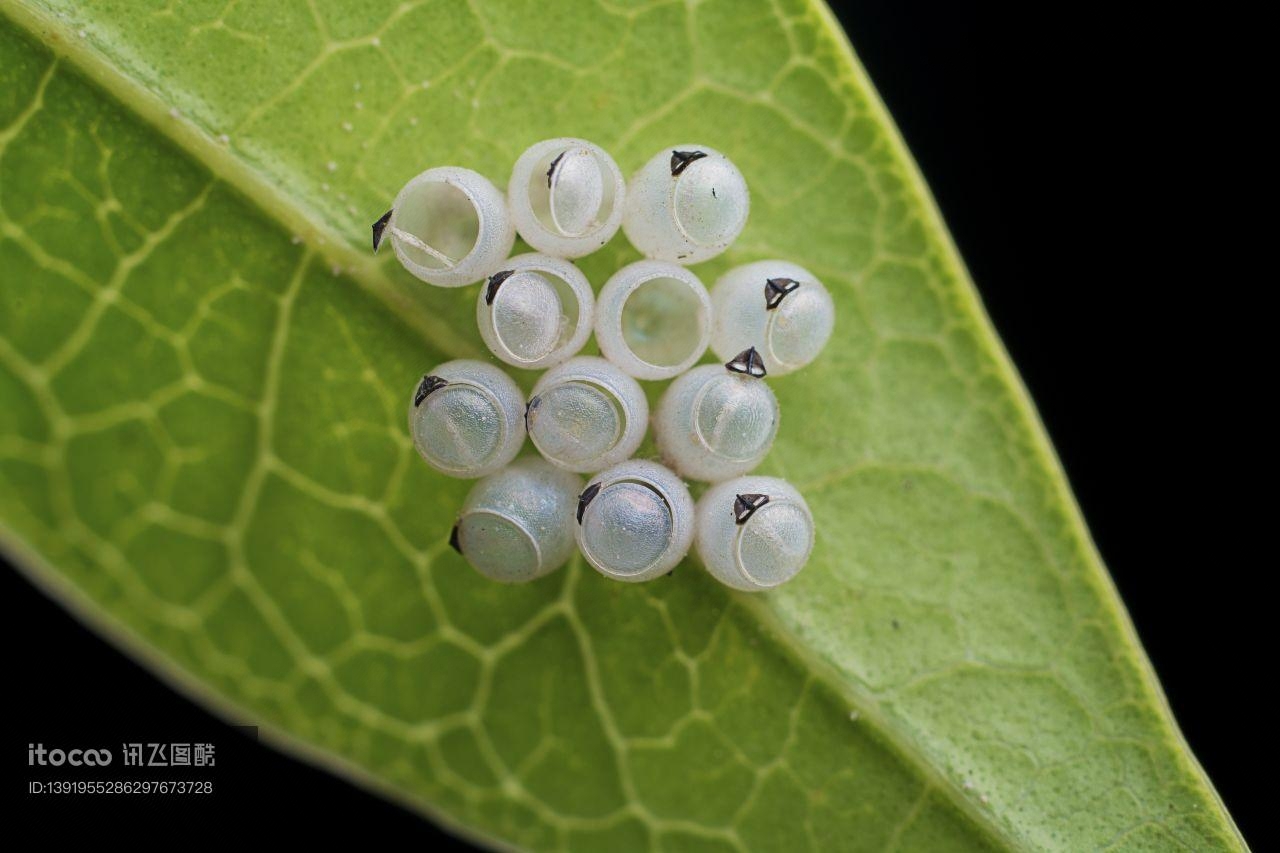 生物,昆虫,虫卵