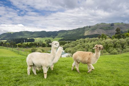 羊,生物,自然风光,国外,新西兰,草原,动物,植物,罗托鲁瓦