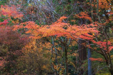 自然风光,景点,枫叶,国外,古典园林,山峦,京都