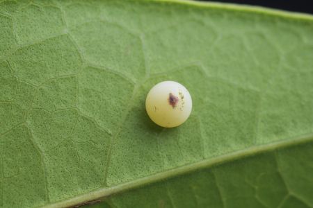 特写,虫卵,生物,植物,树叶,动物,昆虫