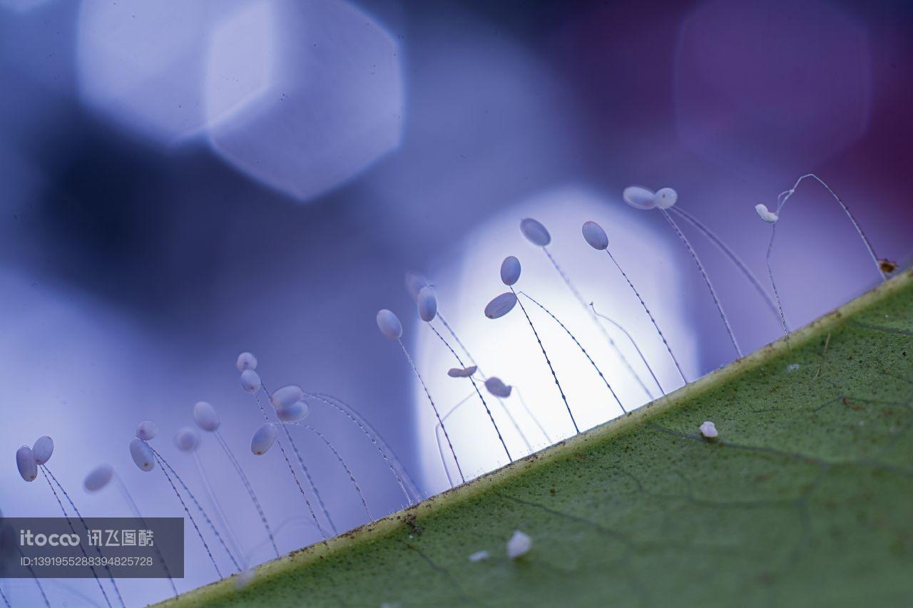 生物,特写,昆虫