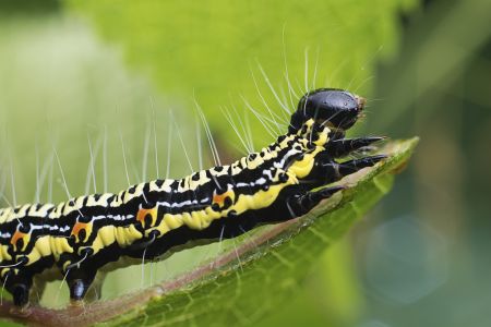昆虫,毛虫,幼虫,动物,生物,特写,微距