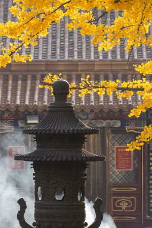 秋天,银杏,植物,树木,北京,城镇,寺庙,建筑