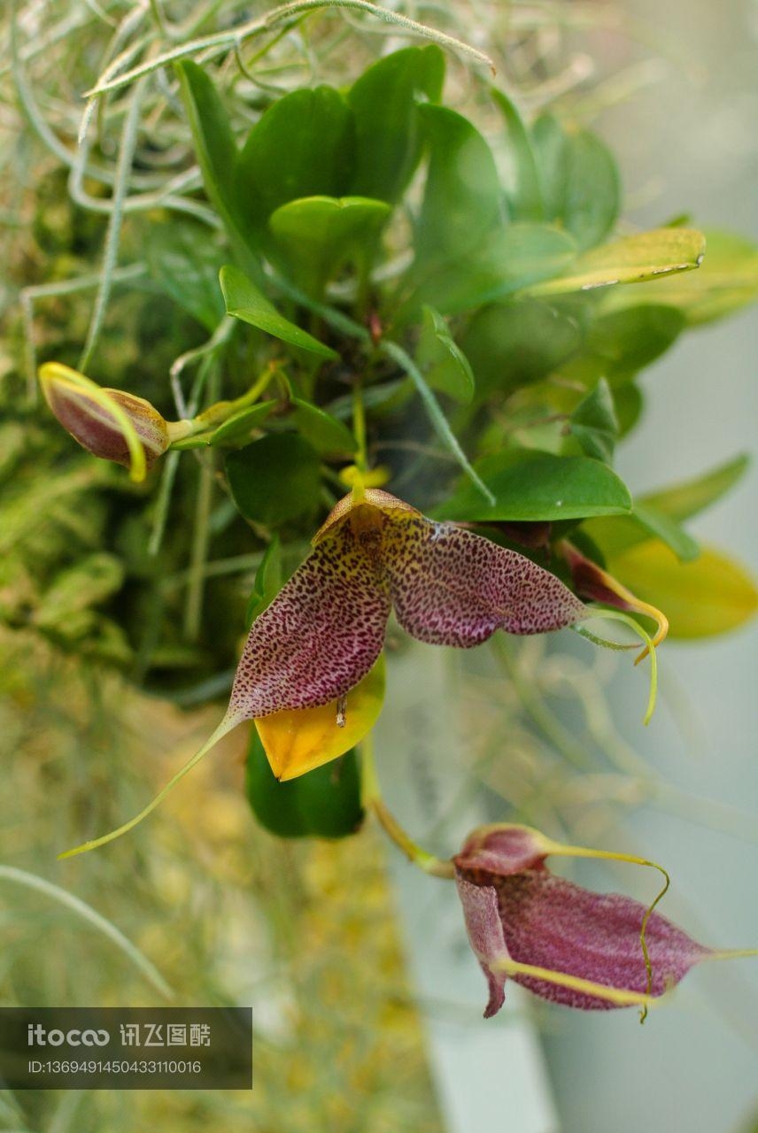 生物,植物,花