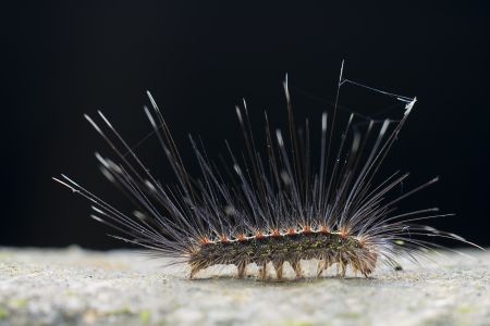昆虫,昆虫类,毛毛虫,动物,生物,特写,微距