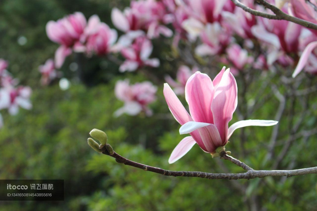 花,韩国,树枝