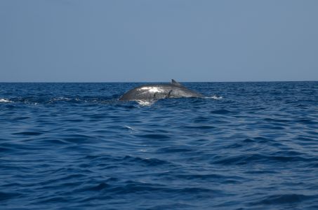 斯里兰卡蓝鲸,海洋生物 ,海洋哺乳动物