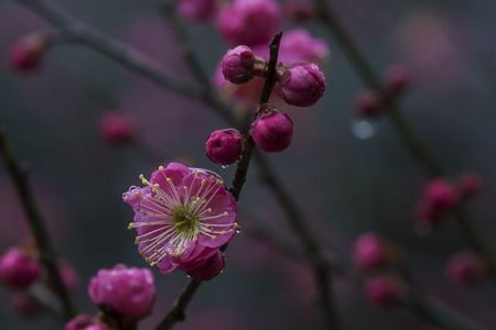 特写,红梅,植物,自然,环境,生物,花,户外