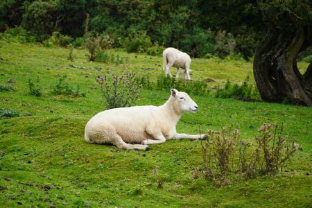 国外,羊,英国,生物,特写,植物,树木,青草,哺乳类,羊群,动物,雪羊,家畜绵羊