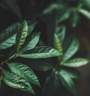 植物,生物,特写,树叶