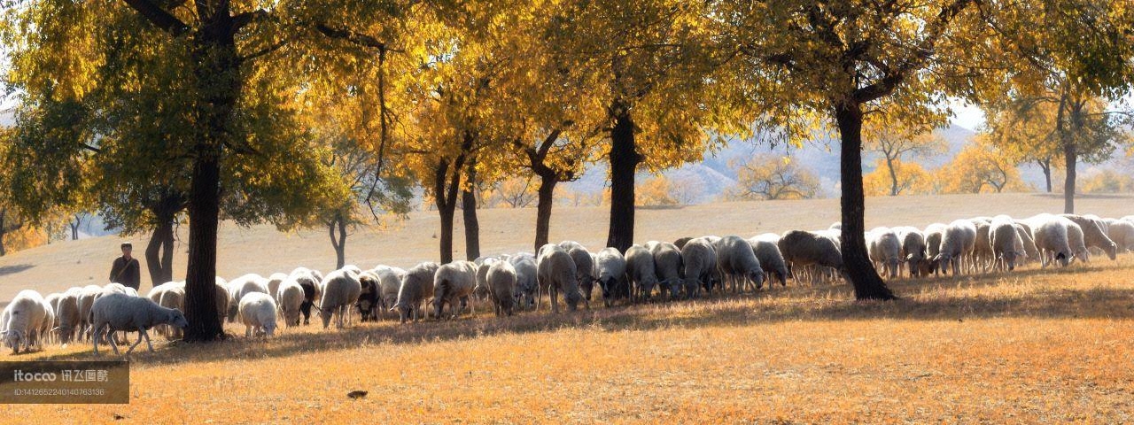 羊群,银杏林,自然风光