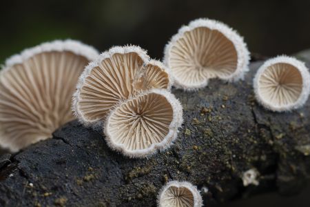 生物,特写,真菌,蘑菇（块菌）,植物,树木