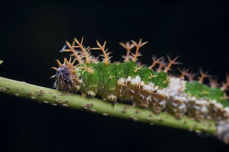 生物,昆虫,特写,动物,树木,田园风光,幼虫,毛虫,自然,环境,户外,植物